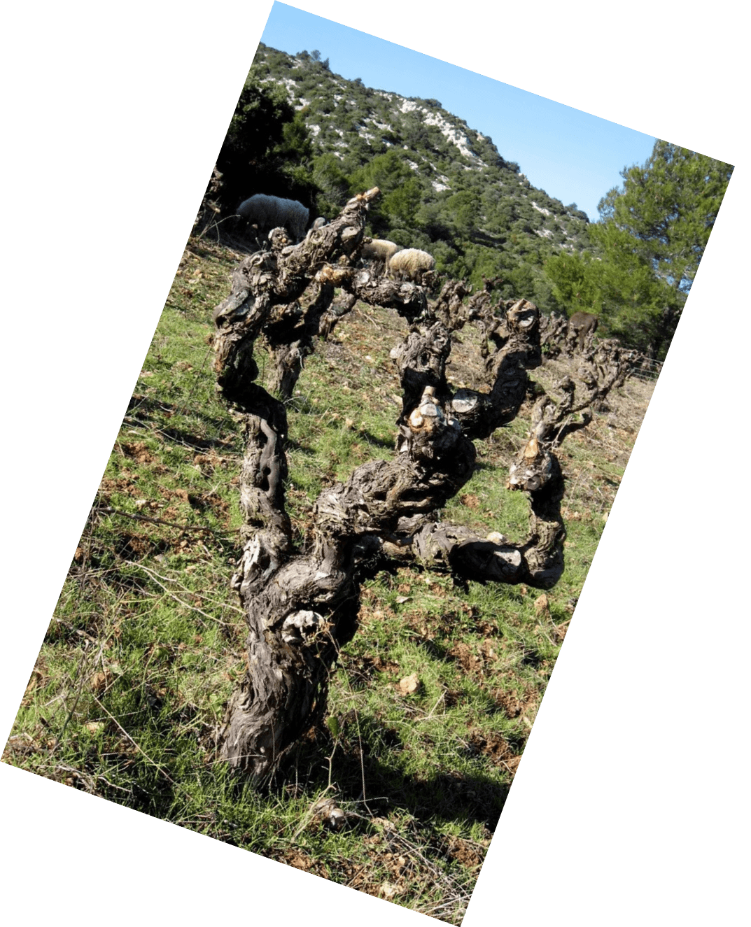 Vinification